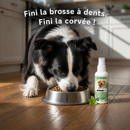 Spray Dentaire EVERLY™